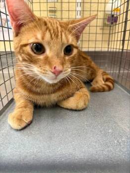 BAGEL BITES -  Domestic Short Hair Cat for Adoption in Fort Myers, Florida - BAGEL BITES | PetCurious