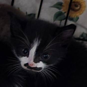 Alexander aka Genna -  Domestic Short Hair Cat for Adoption in Grantsville, Utah - Alexander Aka Genna | PetCurious