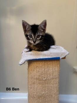 Azure -  Domestic Short Hair Cat for Adoption in Bellevue, Washington - Azure | PetCurious