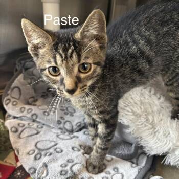Paste -  Domestic Short Hair Cat for Adoption in Knoxville, Tennessee - Paste | PetCurious