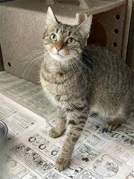 Domestic Short Hair Cats Available for Adoption - NOVA | PetCurious