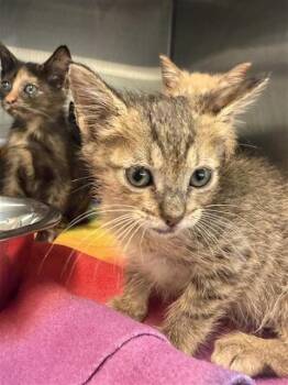 A659975 -  Domestic Short Hair Cat for Adoption in Houston, Texas - A659975 | PetCurious
