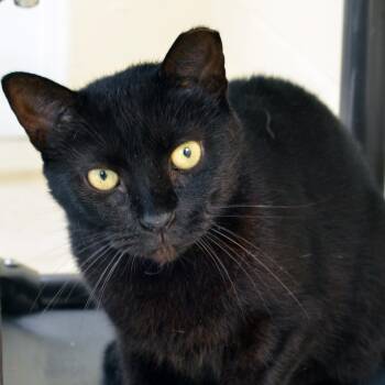 Sireous Jag Black -  Domestic Short Hair Cat for Adoption in Sanford, Florida - Sireous Jag Black | PetCurious