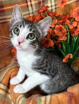 6/23/26 Teton -  Domestic Short Hair Cat for Adoption in Stillwater, Oklahoma - 6/23/26 Teton | PetCurious