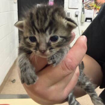 Domestic Short Hair Cats Available for Adoption in Ardmore, Oklahoma - Jalapeno | PetCurious