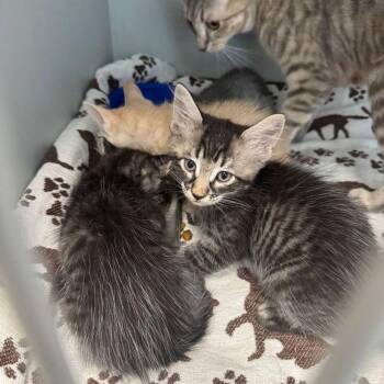 Ezra -  Domestic Short Hair Cat for Adoption in Kingman, Arizona - Ezra | PetCurious