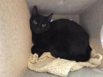 Rescue Domestic Short Hair Cats for Adoption in Kent, Washington - FRANKIE | PetCurious