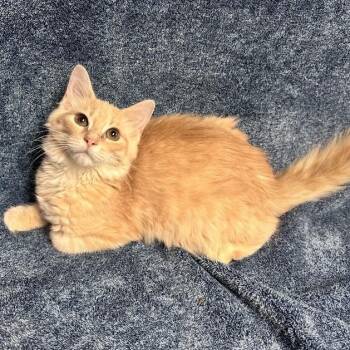 Debra -  Domestic Medium Hair Cat for Adoption in Waterloo, Iowa - Debra | PetCurious