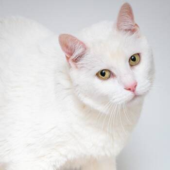 Domestic Short Hair Cats Available for Adoption - Thor | PetCurious