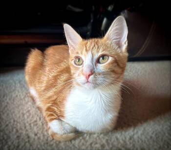 Sunny -  Domestic Short Hair and Tabby Cat for Adoption in Tuscaloosa, Alabama - Sunny | PetCurious