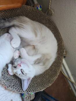 Rosie Radish -  Domestic Short Hair Cat for Adoption in San Antonio, Texas - Rosie Radish | PetCurious