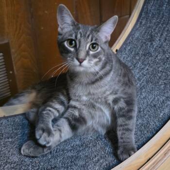 Rescue Domestic Short Hair Cats for Adoption in Kansas City, Missouri - Kronk | PetCurious