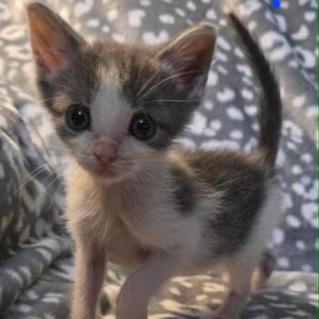 Jackalope -  Domestic Short Hair Cat for Adoption in South Elgin, Illinois - Jackalope | PetCurious