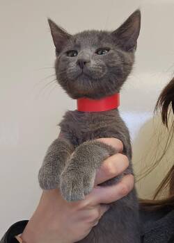 Domestic Short Hair Cats Available for Adoption - Forte | PetCurious