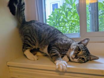Precious -  Tabby Cat for Adoption in Medford, Massachusetts - Precious | PetCurious