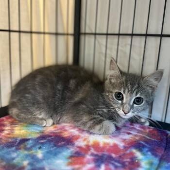 Rescue Domestic Short Hair Cats for Adoption in Suffolk, Virginia - Skye | PetCurious