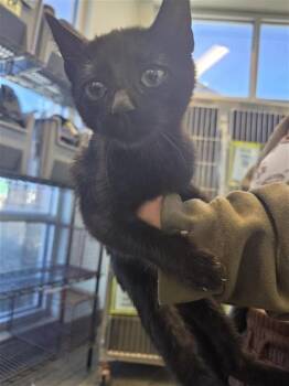 Domestic Short Hair Cats Available for Adoption - ZORAN | PetCurious