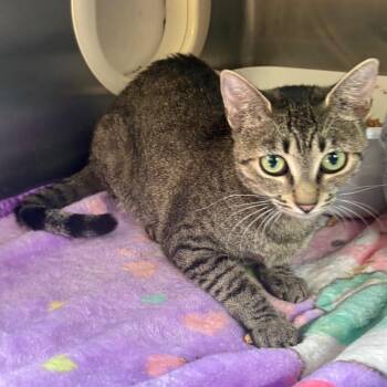 Microbe -  Domestic Short Hair Cat for Adoption in Spokane, Washington - Microbe | PetCurious