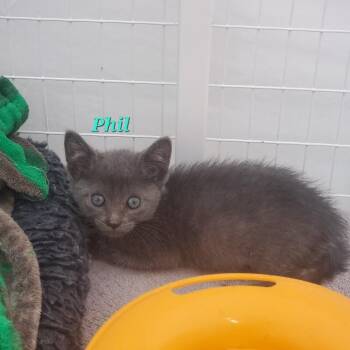 Gandalf -  Domestic Short Hair Cat for Adoption in Diamond Springs, California - Gandalf | PetCurious