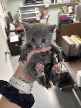Anchor -  Domestic Short Hair Cat for Adoption in Diamond Springs, California - Anchor | PetCurious