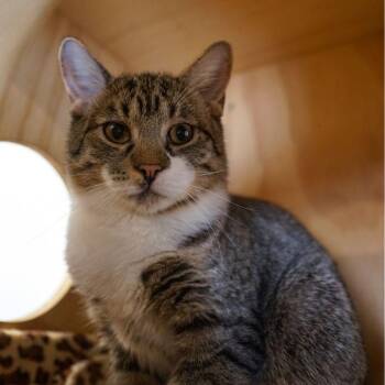 Lark -  Domestic Short Hair Cat for Adoption in Jackson, Wyoming - Lark | PetCurious