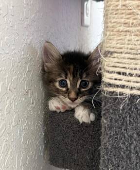 Gingy -  Domestic Short Hair Cat for Adoption in Sebastian, Florida - Gingy | PetCurious