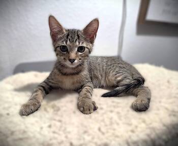 Ike -  Domestic Short Hair and Tabby Cat for Adoption in Fort Myers, Florida - Ike | PetCurious