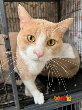 Rescue Domestic Short Hair Cats for Adoption in Aliquippa, Pennsylvania - BURKE | PetCurious