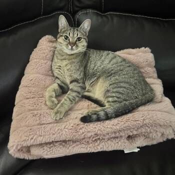 Wanda -  Domestic Short Hair Cat for Adoption in Buffalo, Minnesota - Wanda | PetCurious