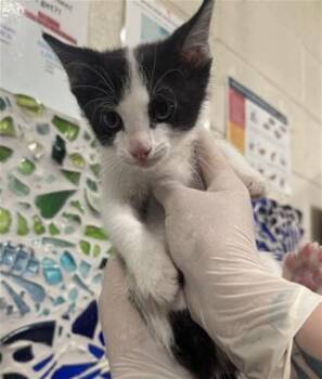 Domestic Short Hair Cats Available for Adoption in Pensacola, Florida - REMI | PetCurious