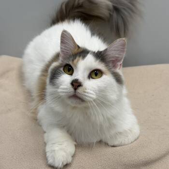 Hannah -  Domestic Long Hair Cat for Adoption in Cooperstown, New York - Hannah | PetCurious