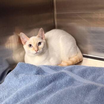 Cashmere -  Domestic Short Hair Cat for Adoption in Spokane, Washington - Cashmere | PetCurious