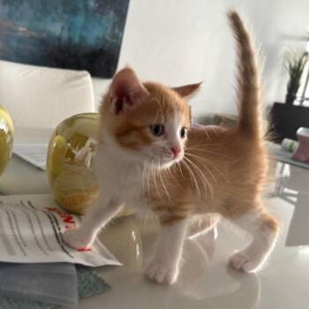 Toulouse -  Domestic Short Hair Cat for Adoption in Guaynabo, Guaynabo - Toulouse | PetCurious