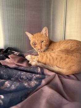 Moe -  Domestic Short Hair Cat for Adoption in Atlanta, Georgia - Moe | PetCurious