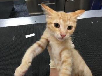 OLIVER -  Domestic Short Hair Cat for Adoption in Thousand Palms, California - OLIVER | PetCurious