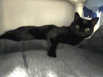 Stardust -  Domestic Short Hair Cat for Adoption in Alexandria, Virginia - Stardust | PetCurious