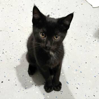 Patch -  Domestic Short Hair Cat for Adoption in Wichita, Kansas - Patch | PetCurious