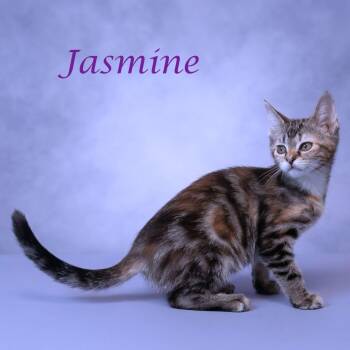 Jasmine C26-160 -  Domestic Short Hair Cat for Adoption in Lebanon, Tennessee - Jasmine C26-160 | PetCurious