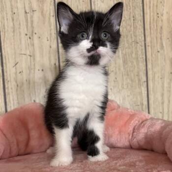Domestic Short Hair Cats Available for Adoption in North Canton, Ohio - Daisy | PetCurious