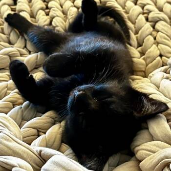 Little -  Domestic Short Hair Cat for Adoption in Columbia, Missouri - Little | PetCurious