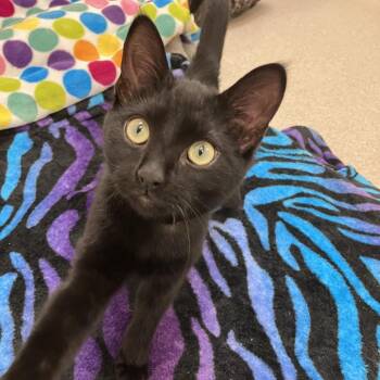 Domestic Short Hair Cats Available for Adoption in Philadelphia, Pennsylvania - Hawk (red Collar) | PetCurious