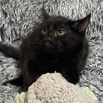 Rescue Domestic Short Hair Cats for Adoption in Graham, Washington - CRICKET | PetCurious