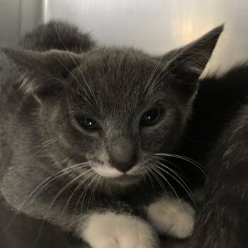 Willy Nelson -  Domestic Medium Hair Cat for Adoption in Ojai, California - Willy Nelson | PetCurious
