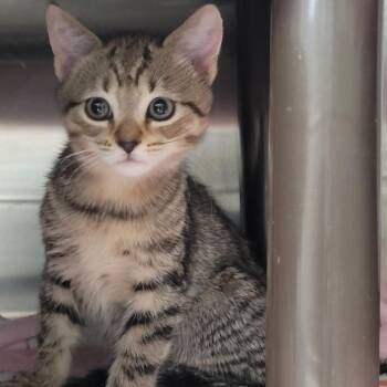 Rinse Denim -  Domestic Short Hair Cat for Adoption in Las Vegas, Nevada - Rinse Denim | PetCurious