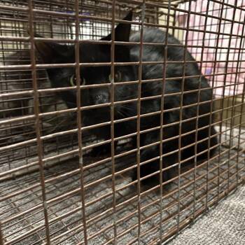 A613788 -  Domestic Medium Hair Cat for Adoption in Modesto, California - A613788 | PetCurious