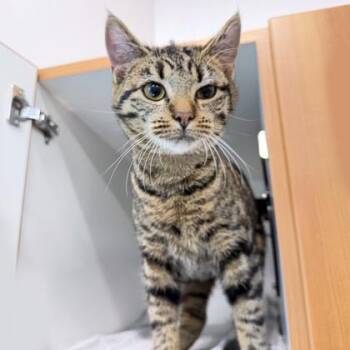 Penelope -  Domestic Short Hair Cat Available for Adoption in Voorhees Township, New Jersey - Penelope | PetCurious