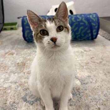 Sammy Vierra -  Domestic Short Hair Cat for Adoption in Morrison, Colorado - Sammy Vierra | PetCurious