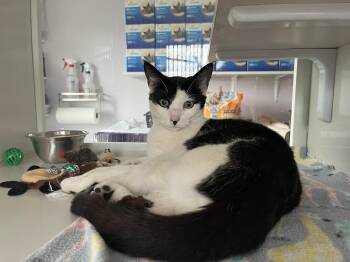Domestic Short Hair Cats Available for Adoption in Salisbury, Massachusetts - Cowboy | PetCurious
