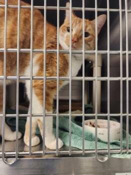 Domestic Short Hair Cats Available for Adoption - Bergamot | PetCurious