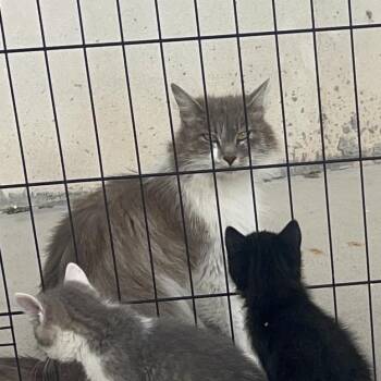 Sandy -  Domestic Short Hair Cat for Adoption in Layton, Utah - Sandy | PetCurious